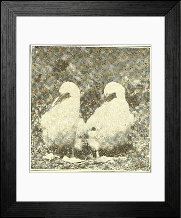 Framed Print : Bird lore. loth, $1.75 The Warblers of North America Full biographies of our most beautiful Framed Print : Bird lore. loth, $1.75 The Warblers of North America Full biographies of our most beautiful