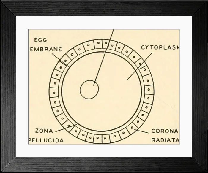 Framed Print : Embryology. Embryology; Embryology; genealogy Framed Print : Embryology. Embryology; Embryology; genealogy