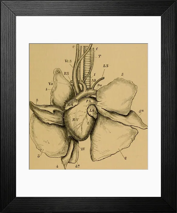 Framed Print : The cat; an introduction to the study of backboned animals Framed Print : The cat; an introduction to the study of backboned animals