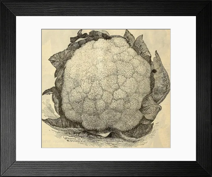 Framed Print : Seed annual 1903 Framed Print : Seed annual 1903