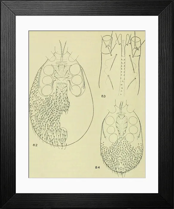 Framed Print : Bulletin of the British Museum (Natural History) Framed Print : Bulletin of the British Museum (Natural History)