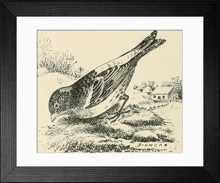 Framed Print : Birds of the British Isles. Birds -- Great Britain; Birds -- Ireland Framed Print : Birds of the British Isles. Birds -- Great Britain; Birds -- Ireland