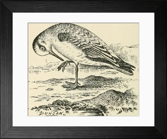 Framed Print : Birds of the British Isles. Birds -- Great Britain; Birds -- Ireland Framed Print : Birds of the British Isles. Birds -- Great Britain; Birds -- Ireland