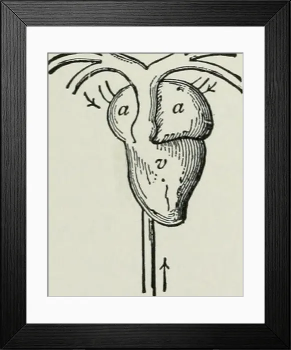 Framed Print : Animal activities : a first book in zoölogy Framed Print : Animal activities : a first book in zoölogy