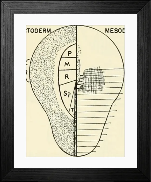 Framed Print : Analysis of development. Embryology; Embryology Framed Print : Analysis of development. Embryology; Embryology