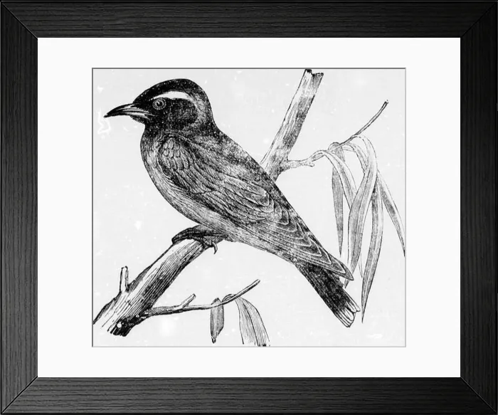 Framed Print : Australia and homeward [microform]