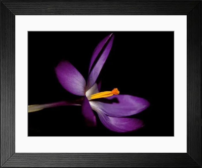 Framed Print : Purple flower Black Background Framed Print : Purple flower Black Background