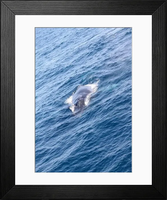 Framed Print : A whale is swimming in the ocean. The water is blue and the sky is clear. The whale is the main focus of the image Framed Print : A whale is swimming in the ocean. The water is blue and the sky is clear. The whale is the main focus of the image