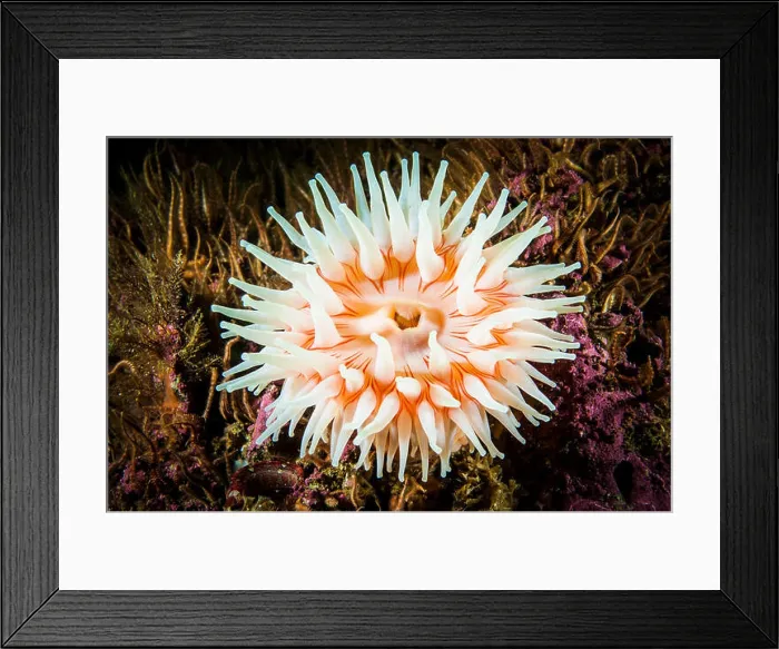 Framed Print : Northern Red Anemone underwater in the gulf of St. Lawrence in Canada