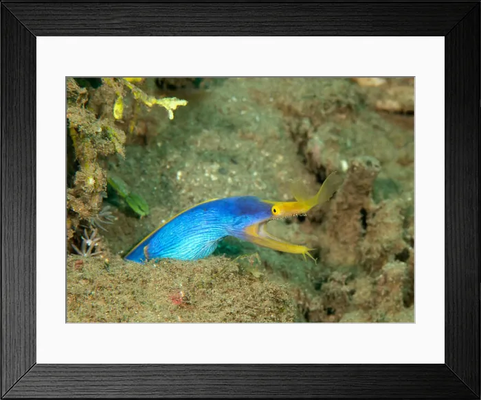 Framed Print : Blue Ribbon Eel or ghost ribbon eel, Rhinomuraena quaesita comes out of it's house, Bali Framed Print : Blue Ribbon Eel or ghost ribbon eel, Rhinomuraena quaesita comes out of it's house, Bali