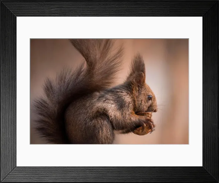 Framed Print : Close-up of a squirrel feeding on a walnut