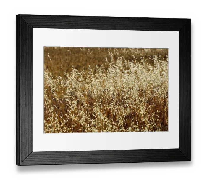 Framed Print : Wild Oat, North Rhine-Westphalia, Germany (Avena fatua)