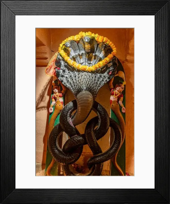 Framed Print : hindu god lord sheshnag worshiped by devotees with garland offering at temple