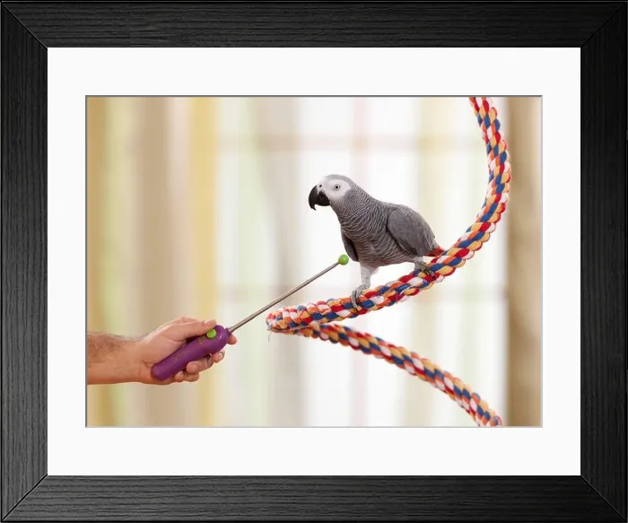 Framed Print : Clicker-training an African Grey Parrot (Psittacus erithacus). Germany Framed Print : Clicker-training an African Grey Parrot (Psittacus erithacus). Germany