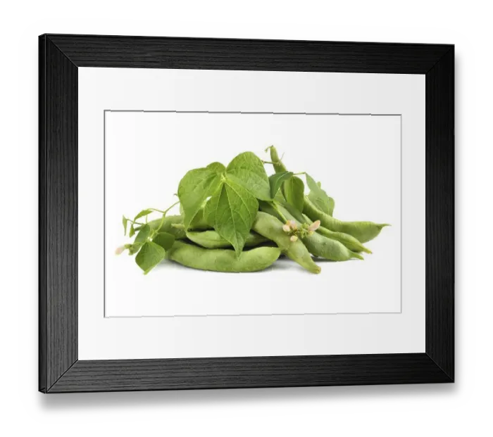 Framed Print : Fresh edamame soy beans with flowers and leaves on white background Framed Print : Fresh edamame soy beans with flowers and leaves on white background
