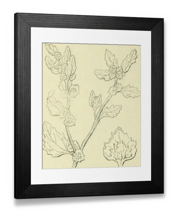 Framed Print : This entry from *De Flora van Nederland* discusses the Amaranthaceae family Framed Print : This entry from *De Flora van Nederland* discusses the Amaranthaceae family