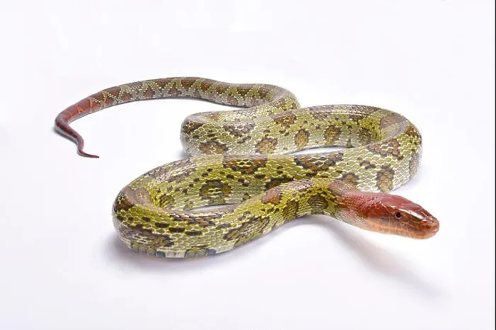 Framed Print : 100 flower ratsnake, Orthriophis moellendorffi Framed Print : 100 flower ratsnake, Orthriophis moellendorffi