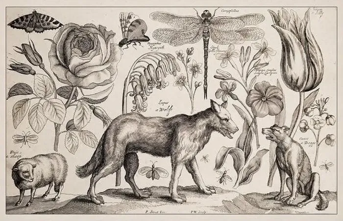 Framed Print : 1663 Etching by Wenceslaus Hollar Framed Print : 1663 Etching by Wenceslaus Hollar