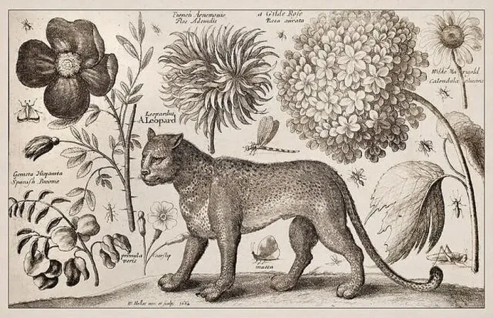 Framed Print : 1663 Etching by Wenceslaus Hollar Framed Print : 1663 Etching by Wenceslaus Hollar