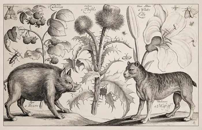 Framed Print : 1663 Etching by Wenceslaus Hollar Framed Print : 1663 Etching by Wenceslaus Hollar