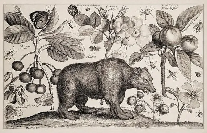 Framed Print : 1663 Etching by Wenceslaus Hollar Framed Print : 1663 Etching by Wenceslaus Hollar