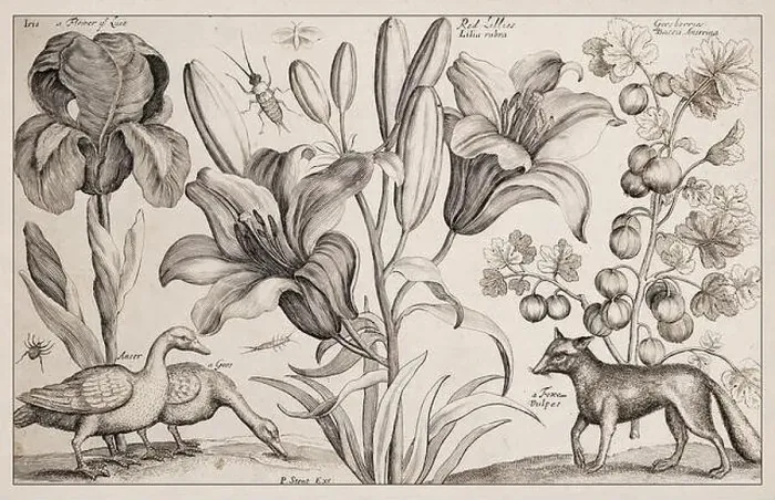 Framed Print : 1663 Etching by Wenceslaus Hollar Framed Print : 1663 Etching by Wenceslaus Hollar