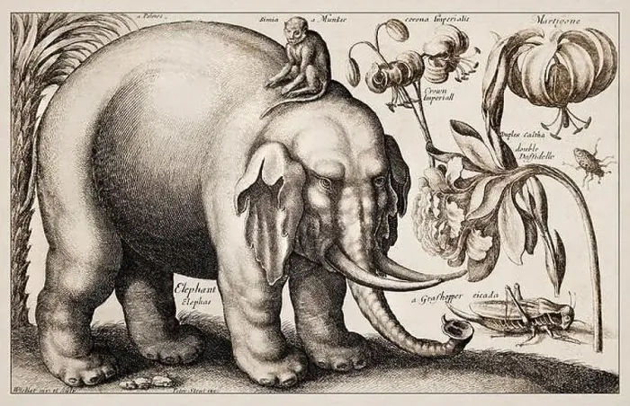 Framed Print : 1663 Etching by Wenceslaus Hollar Framed Print : 1663 Etching by Wenceslaus Hollar