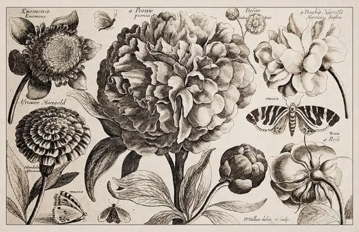 Framed Print : 1663 Etching by Wenceslaus Hollar. Exquisite ancient botanical depiction, finely detailed against a sepia background Framed Print : 1663 Etching by Wenceslaus Hollar. Exquisite ancient botanical depiction, finely detailed against a sepia background