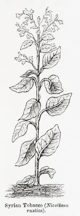 Framed Print : 1870s, 19th century botanical engraving / illustration of Syrian Tobacco plant (Nicotiana rustica) - used as medicinal plant. See Notes Framed Print : 1870s, 19th century botanical engraving / illustration of Syrian Tobacco plant (Nicotiana rustica) - used as medicinal plant. See Notes