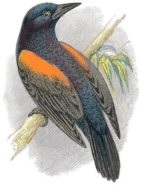 1898 colour engraving of a red-winged blackbird (agelaius phoeniceus)