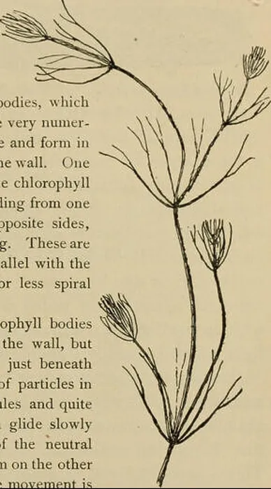 Framed Print : This 1898 textbook on elementary botany introduces students to the basic principles of plant biology Framed Print : This 1898 textbook on elementary botany introduces students to the basic principles of plant biology