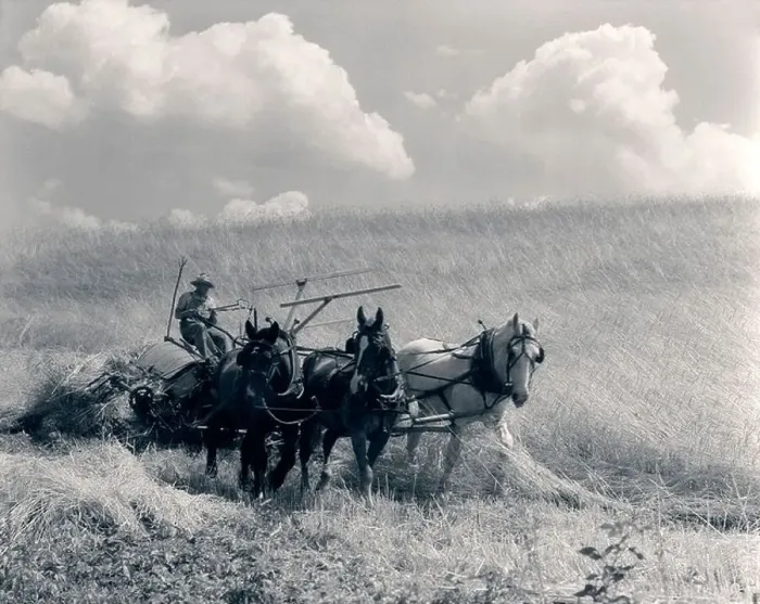 Framed Print : 1920s 1930s HORSE-DRAWN WHEAT HARVESTING Framed Print : 1920s 1930s HORSE-DRAWN WHEAT HARVESTING
