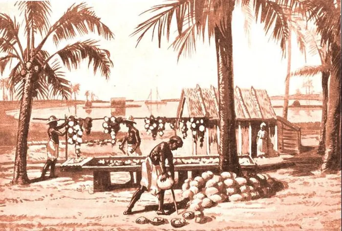 Framed Print : 1927 printed image of a natives preparing commercial copra on a Pacific island. Copra (or khobara) Framed Print : 1927 printed image of a natives preparing commercial copra on a Pacific island. Copra (or khobara)