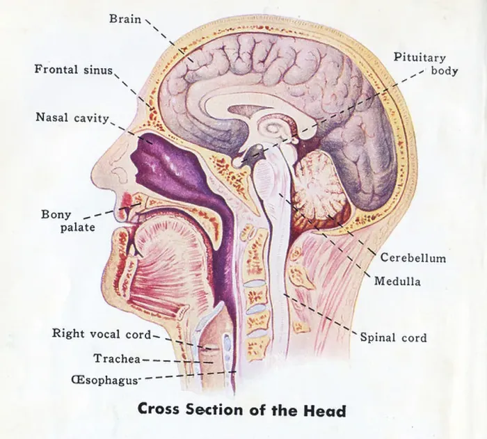 Framed Print : 1940 medical diagram of human head Framed Print : 1940 medical diagram of human head