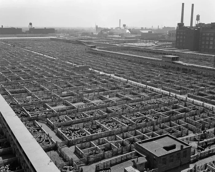 Framed Print : 1950s CHICAGO STOCKYARDS AERIAL VIEW CATTLE PENS Framed Print : 1950s CHICAGO STOCKYARDS AERIAL VIEW CATTLE PENS
