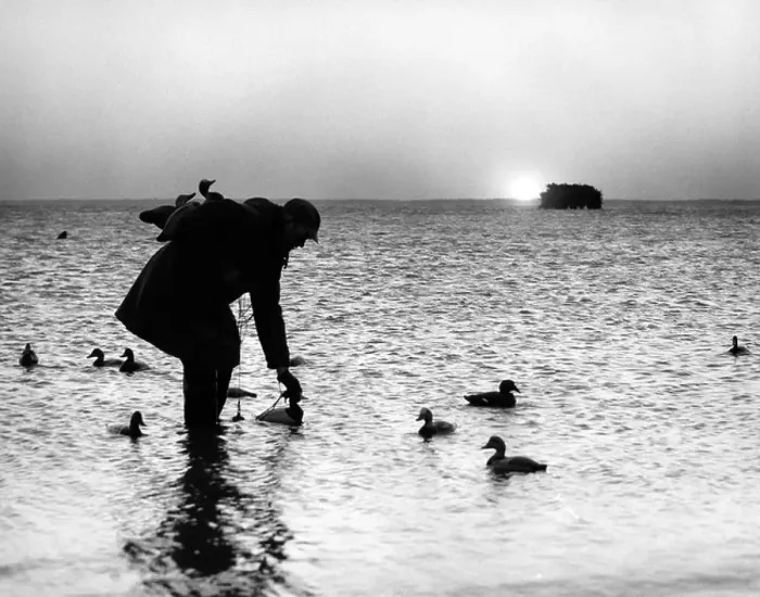 Framed Print : 1950s SILHOUETTED MAN IN SUNRISE PUTTING OUT DUCK DECOYS Framed Print : 1950s SILHOUETTED MAN IN SUNRISE PUTTING OUT DUCK DECOYS