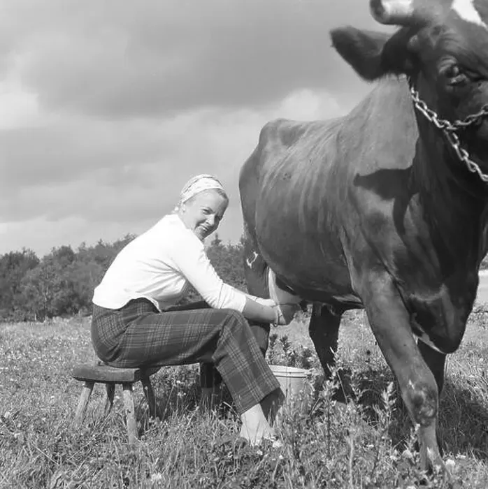 Framed Print : In the 1950s. A woman is milking a cow. Sweden 1958. Kristoffersson ref CA50-2 Framed Print : In the 1950s. A woman is milking a cow. Sweden 1958. Kristoffersson ref CA50-2