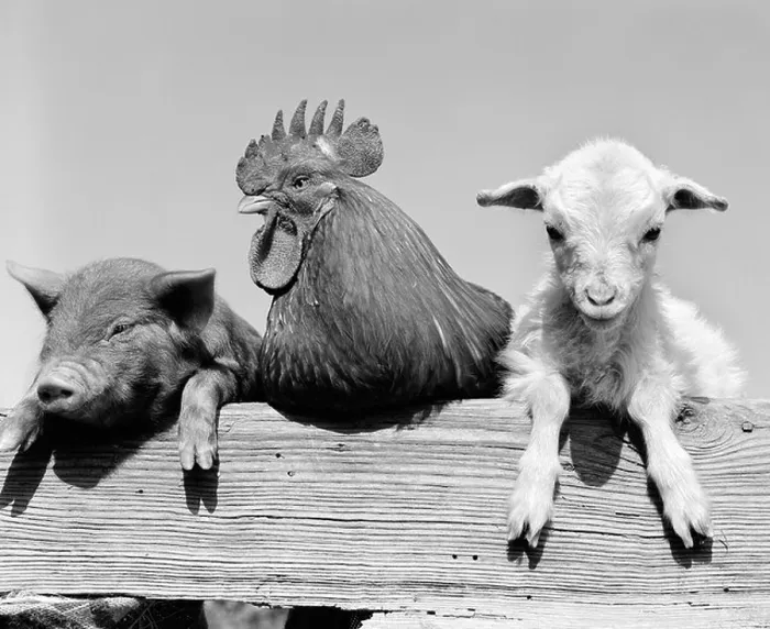 Framed Print : 1960s PIGLET ROOSTER LAMB TRIO LEANING ON WOODEN FENCE PIG CHICK SHEEP Framed Print : 1960s PIGLET ROOSTER LAMB TRIO LEANING ON WOODEN FENCE PIG CHICK SHEEP