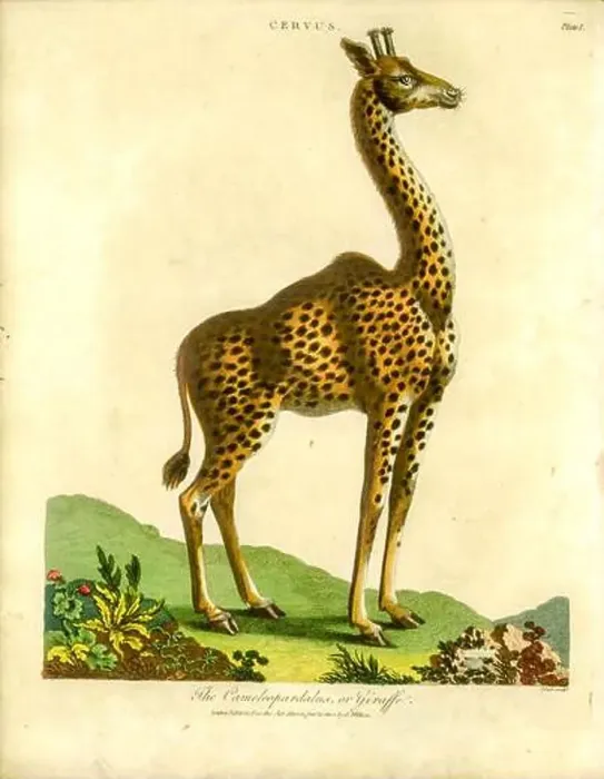 Framed Print : 19th century of a Cervus camelopardalis [here as Cameleopardalus] or giraffe Handcolored copperplate engraving From