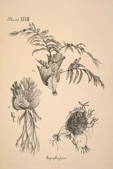 Framed Print : 19th-century Dutch botanical illustration: Intricately detailed ink drawings on sepia background Framed Print : 19th-century Dutch botanical illustration: Intricately detailed ink drawings on sepia background