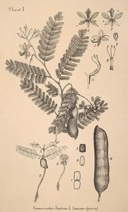 Framed Print : 19th-century Dutch botanical illustration: Intricately detailed ink drawings on sepia background Framed Print : 19th-century Dutch botanical illustration: Intricately detailed ink drawings on sepia background