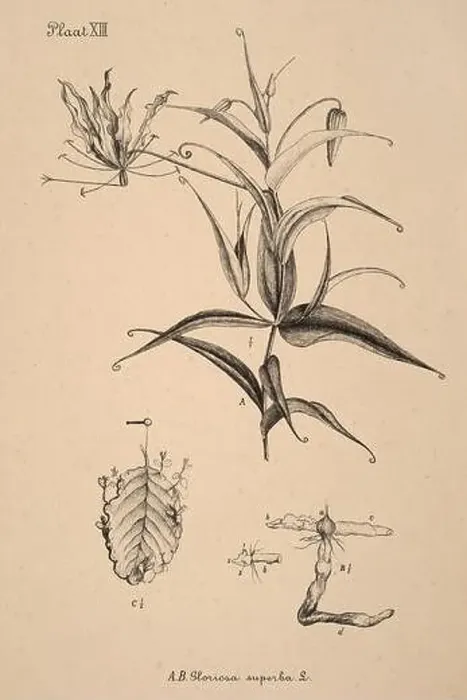Framed Print : 19th-century Dutch botanical illustration: Intricately detailed ink drawings on sepia background Framed Print : 19th-century Dutch botanical illustration: Intricately detailed ink drawings on sepia background