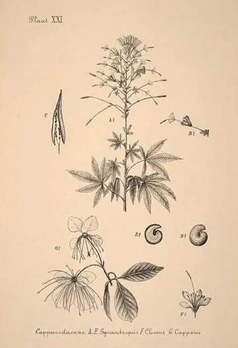 Framed Print : 19th-century Dutch botanical illustration: Intricately detailed ink drawings on sepia background Framed Print : 19th-century Dutch botanical illustration: Intricately detailed ink drawings on sepia background