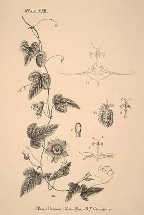 Framed Print : 19th-century Dutch botanical illustration: Intricately detailed ink drawings on sepia background Framed Print : 19th-century Dutch botanical illustration: Intricately detailed ink drawings on sepia background