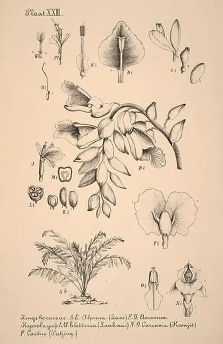 Framed Print : 19th-century Dutch botanical illustration: Intricately detailed ink drawings on sepia background Framed Print : 19th-century Dutch botanical illustration: Intricately detailed ink drawings on sepia background