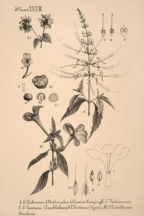 Framed Print : 19th-century Dutch botanical illustration: Intricately detailed ink drawings on sepia background Framed Print : 19th-century Dutch botanical illustration: Intricately detailed ink drawings on sepia background