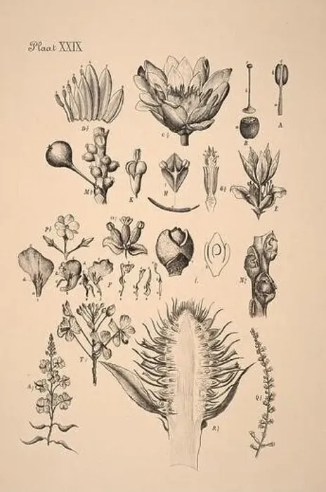 Framed Print : 19th-century Dutch botanical illustration: Intricately detailed ink drawings on sepia background Framed Print : 19th-century Dutch botanical illustration: Intricately detailed ink drawings on sepia background