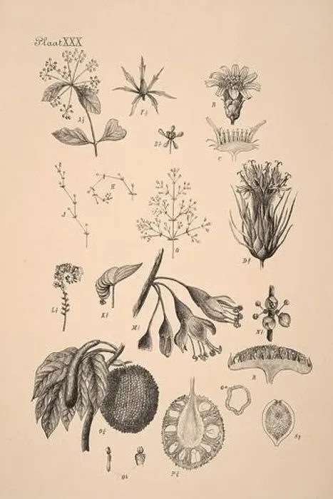 Framed Print : 19th-century Dutch botanical illustration: Intricately detailed ink drawings on sepia background Framed Print : 19th-century Dutch botanical illustration: Intricately detailed ink drawings on sepia background