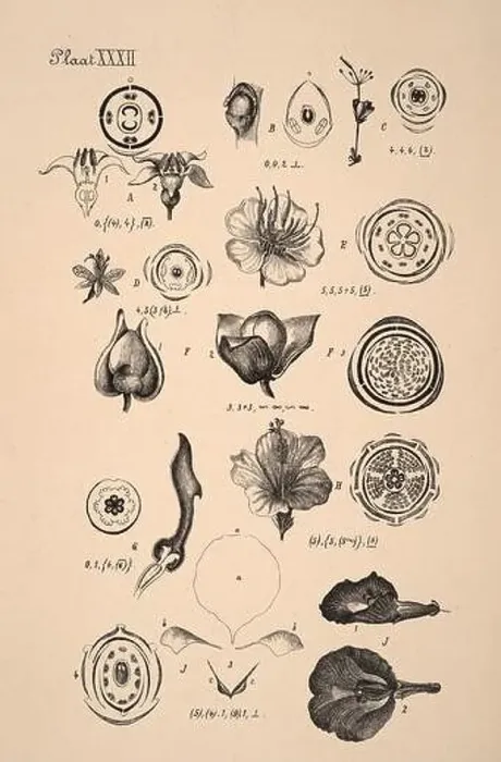 Framed Print : 19th-century Dutch botanical illustration: Intricately detailed ink drawings on sepia background Framed Print : 19th-century Dutch botanical illustration: Intricately detailed ink drawings on sepia background