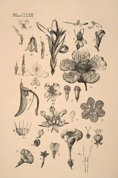 Framed Print : 19th-century Dutch botanical illustration: Intricately detailed ink drawings on sepia background Framed Print : 19th-century Dutch botanical illustration: Intricately detailed ink drawings on sepia background